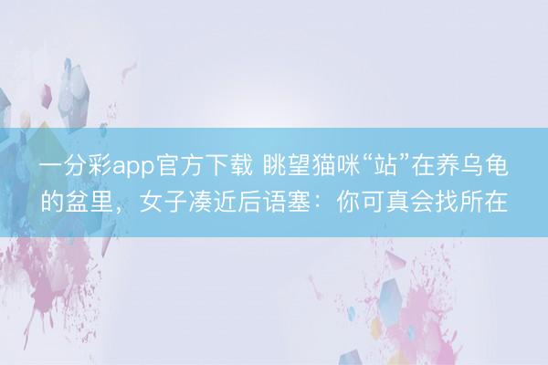 一分彩app官方下载 眺望猫咪“站”在养乌龟的盆里，女子凑近后语塞：你可真会找所在